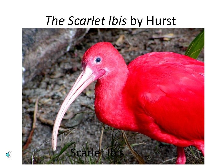 The Scarlet Ibis by Hurst Scarlet Ibis 