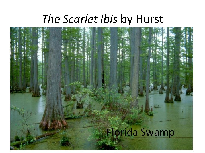 The Scarlet Ibis by Hurst Florida Swamp 