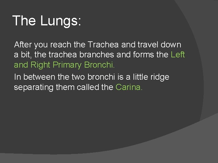 The Lungs: After you reach the Trachea and travel down a bit, the trachea