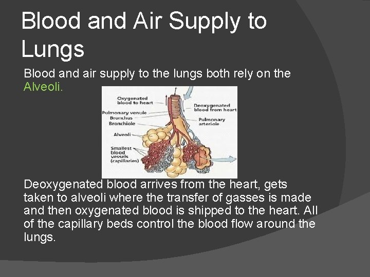 Blood and Air Supply to Lungs Blood and air supply to the lungs both