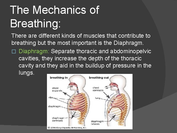 The Mechanics of Breathing: There are different kinds of muscles that contribute to breathing