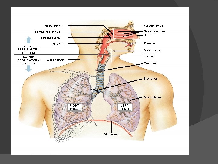 Nasal cavity Frontal sinus Nasal conchae Nose Sphenoidal sinus Internal nares UPPER RESPIRATORY SYSTEM