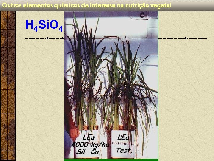 Outros elementos químicos de interesse na nutrição vegetal H 4 Si. O 4 