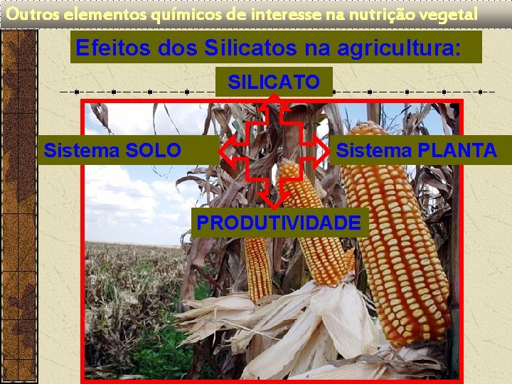 Outros elementos químicos de interesse na nutrição vegetal Efeitos dos Silicatos na agricultura: SILICATO