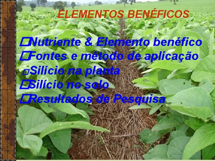 ELEMENTOS BENÉFICOS �Nutriente & Elemento benéfico � Fontes e método de aplicação � Silício