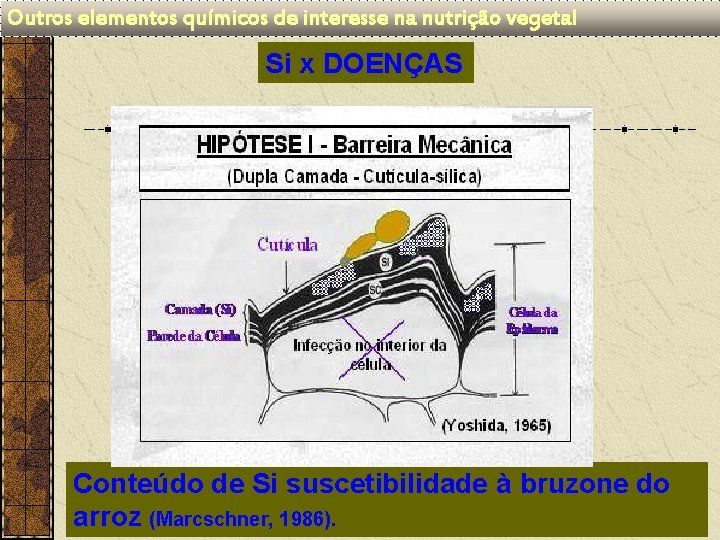 Outros elementos químicos de interesse na nutrição vegetal Si x DOENÇAS Conteúdo de Si