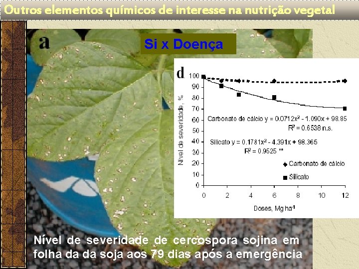 Outros elementos químicos de interesse na nutrição vegetal Si x Doença Nível de severidade