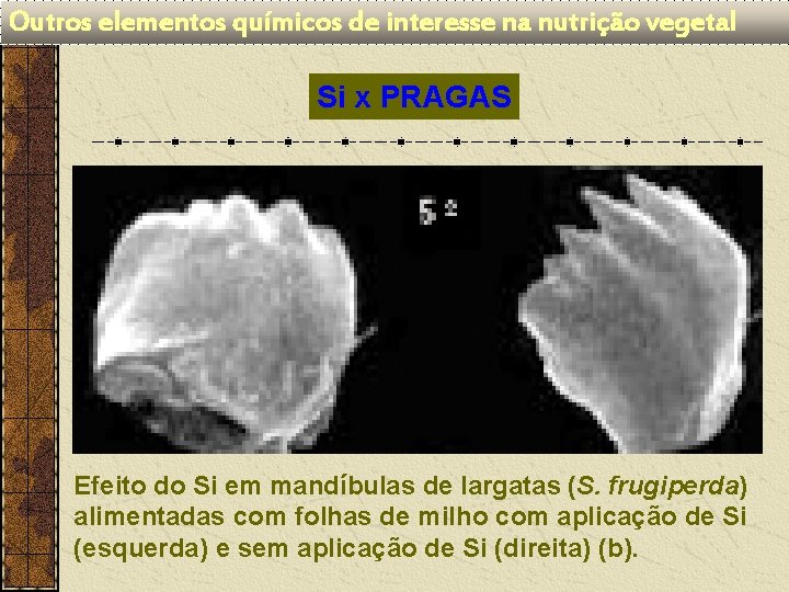 Outros elementos químicos de interesse na nutrição vegetal Si x PRAGAS Efeito do Si