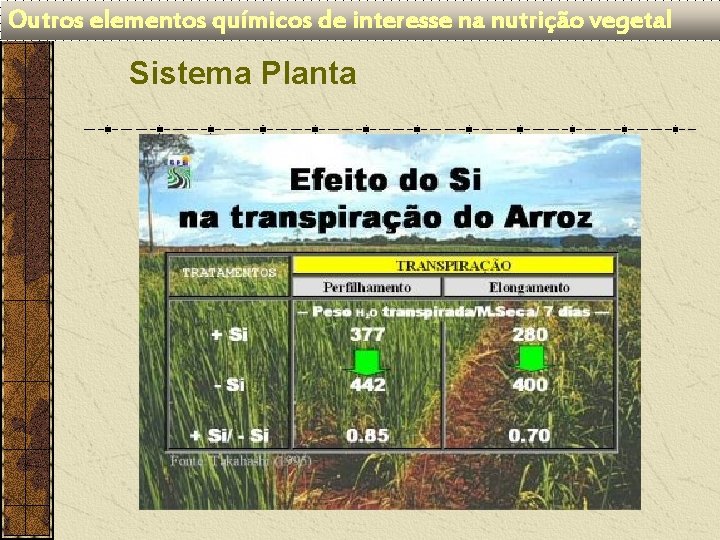 Outros elementos químicos de interesse na nutrição vegetal Sistema Planta 