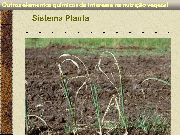 Outros elementos químicos de interesse na nutrição vegetal Sistema Planta 