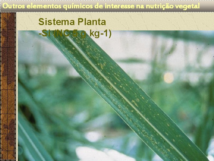 Outros elementos químicos de interesse na nutrição vegetal Sistema Planta -Si (NC 5 g