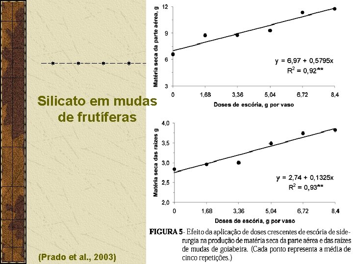 Silicato em mudas de frutíferas (Prado et al. , 2003) 