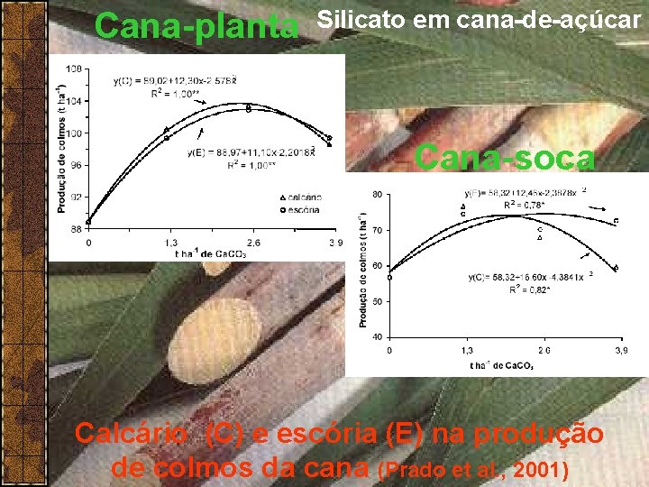 Cana-planta Silicato em cana-de-açúcar Cana-soca Calcário (C) e escória (E) na produção de colmos