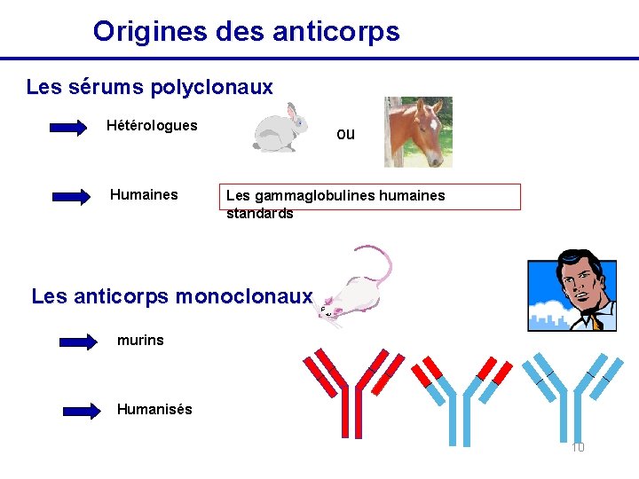 Origines des anticorps Les sérums polyclonaux Hétérologues Humaines ou Les gammaglobulines humaines standards Les