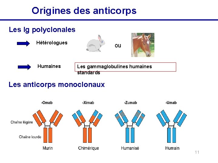 Origines des anticorps Les Ig polyclonales Hétérologues Humaines ou Les gammaglobulines humaines standards Les