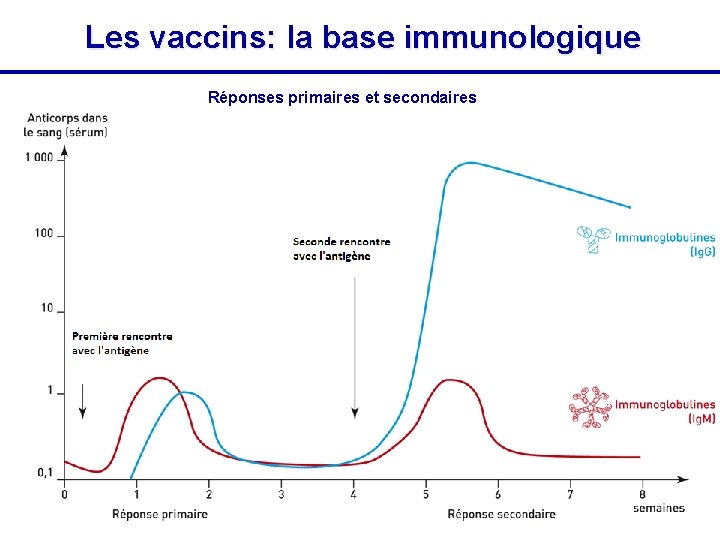 Les vaccins: la base immunologique Réponses primaires et secondaires 