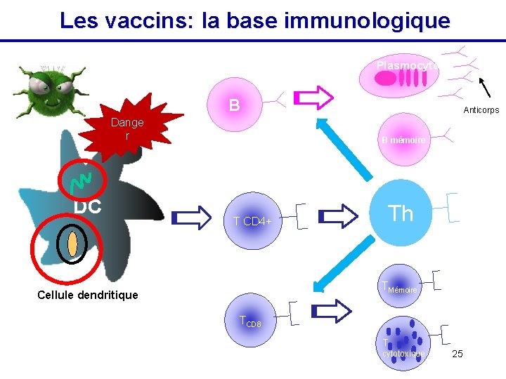 Les vaccins: la base immunologique Plasmocytes B Dange r DC Anticorps B mémoire T