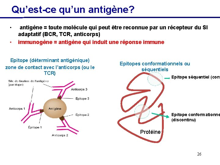 Qu’est-ce qu’un antigène? • • antigène = toute molécule qui peut être reconnue par