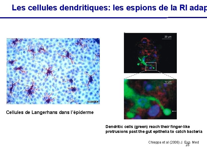 Les cellules dendritiques: les espions de la RI adap Cellules de Langerhans dans l’épiderme