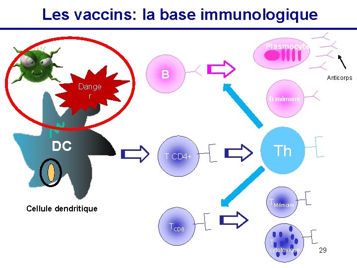 Les vaccins: la base immunologique Plasmocytes B Dange r DC Anticorps B mémoire T