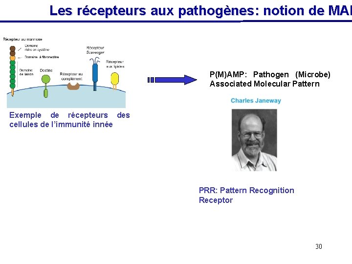 Les récepteurs aux pathogènes: notion de MAM P(M)AMP: Pathogen (Microbe) Associated Molecular Pattern Exemple