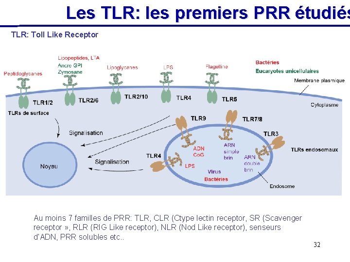 Les TLR: les premiers PRR étudiés TLR: Toll Like Receptor Au moins 7 familles