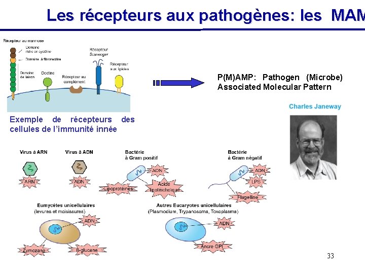 Les récepteurs aux pathogènes: les MAM P(M)AMP: Pathogen (Microbe) Associated Molecular Pattern Exemple de