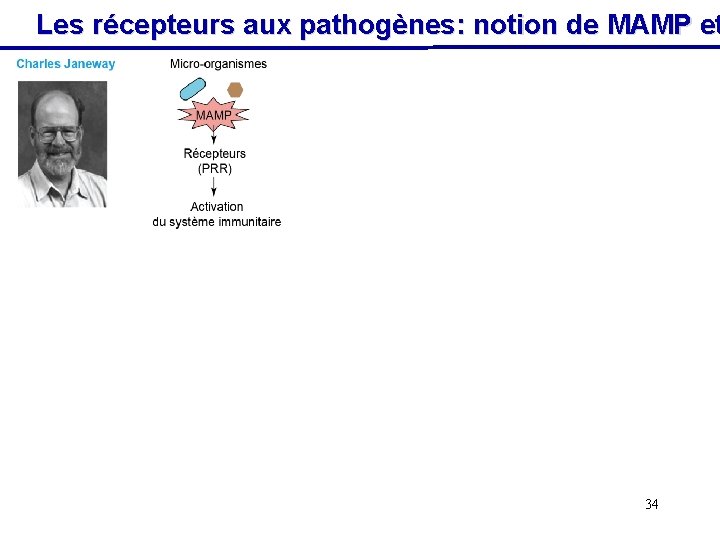 Les récepteurs aux pathogènes: notion de MAMP et 34 