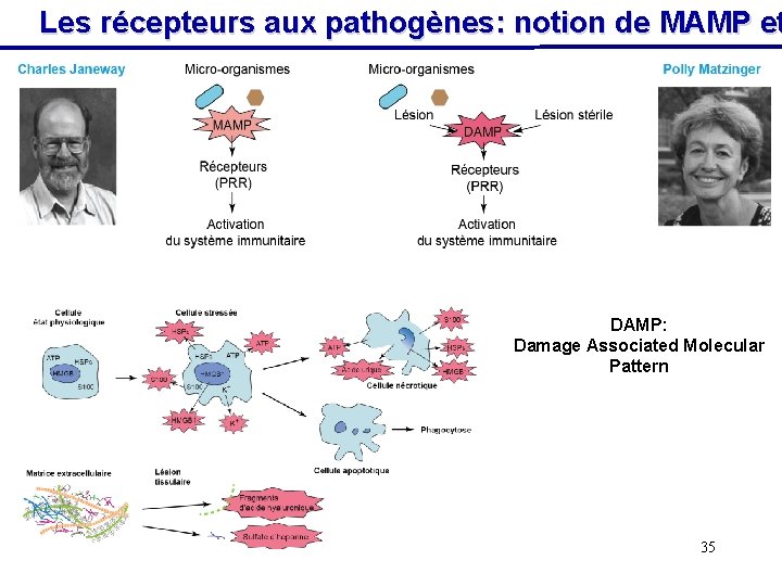 Les récepteurs aux pathogènes: notion de MAMP et DAMP: Damage Associated Molecular Pattern 35