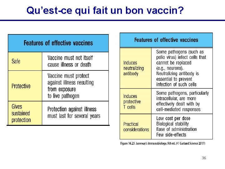 Qu’est-ce qui fait un bon vaccin? 36 