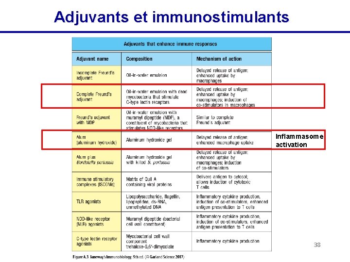 Adjuvants et immunostimulants Inflammasome activation 38 