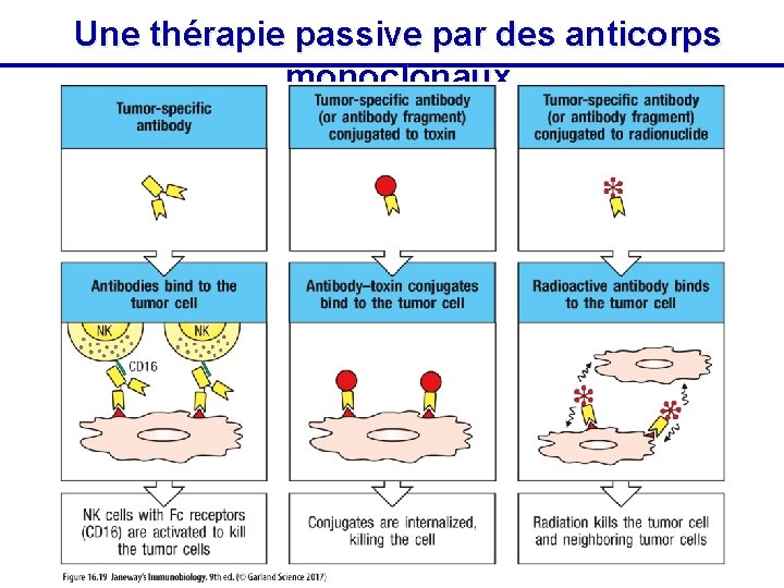 Une thérapie passive par des anticorps monoclonaux 