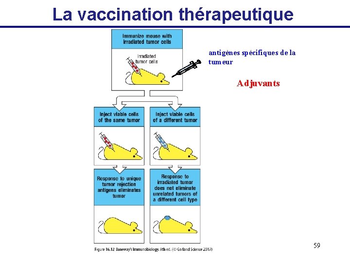 La vaccination thérapeutique antigènes spécifiques de la tumeur Adjuvants 59 