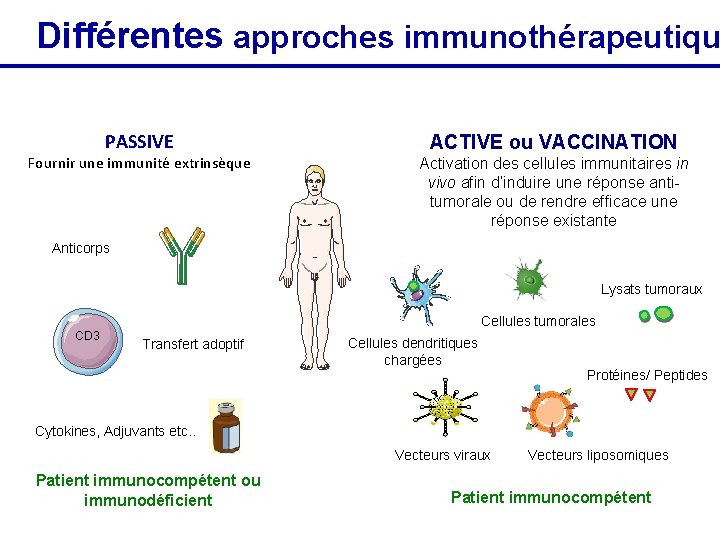 Différentes approches immunothérapeutiqu L’immunothérapie des cancers PASSIVE Fournir une immunité extrinsèque ACTIVE ou VACCINATION