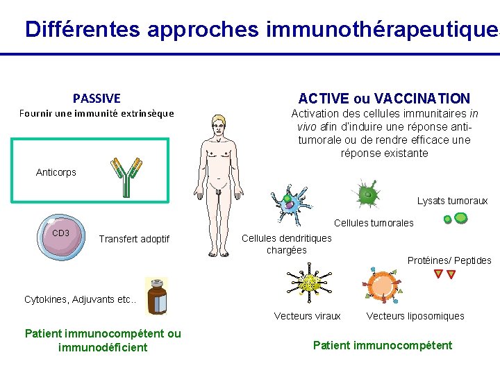 Différentes approches immunothérapeutiques L’immunothérapie des cancers PASSIVE Fournir une immunité extrinsèque ACTIVE ou VACCINATION
