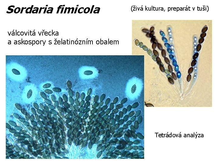 Sordaria fimicola (živá kultura, preparát v tuši) válcovitá vřecka a askospory s želatinózním obalem