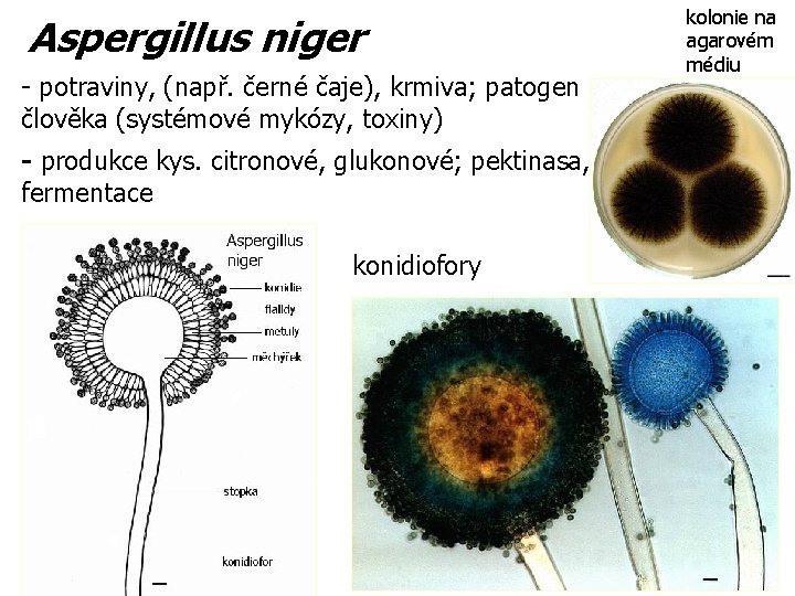 Aspergillus niger - potraviny, (např. černé čaje), krmiva; patogen člověka (systémové mykózy, toxiny) -