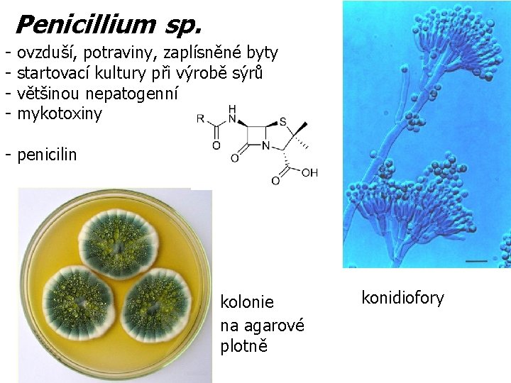 Penicillium sp. - ovzduší, potraviny, zaplísněné byty startovací kultury při výrobě sýrů většinou nepatogenní