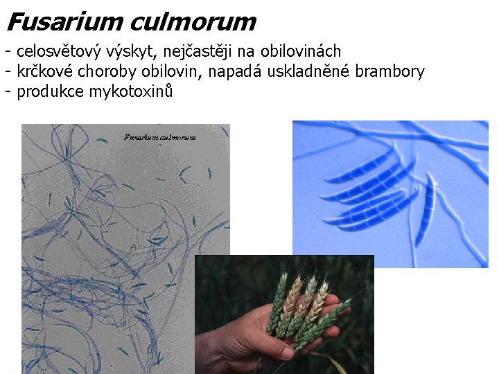 Fusarium culmorum - celosvětový výskyt, nejčastěji na obilovinách - krčkové choroby obilovin, napadá uskladněné