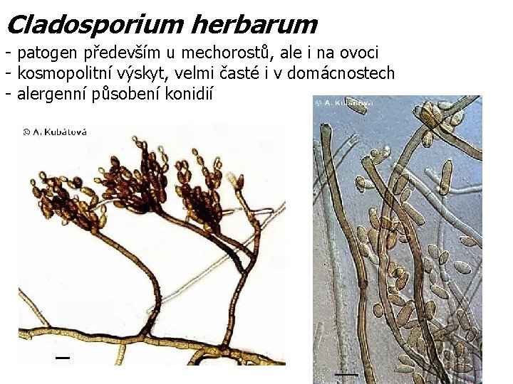 Cladosporium herbarum - patogen především u mechorostů, ale i na ovoci - kosmopolitní výskyt,