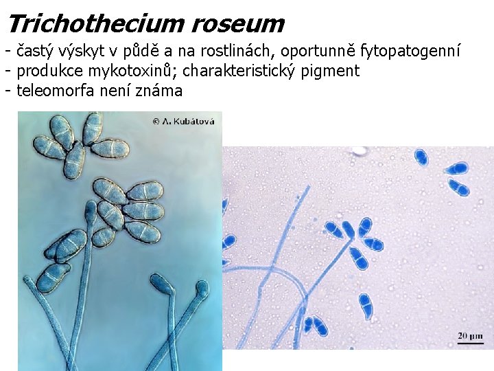 Trichothecium roseum - častý výskyt v půdě a na rostlinách, oportunně fytopatogenní - produkce
