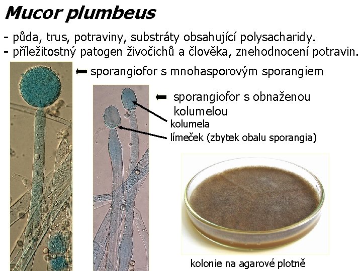 Mucor plumbeus - půda, trus, potraviny, substráty obsahující polysacharidy. - příležitostný patogen živočichů a