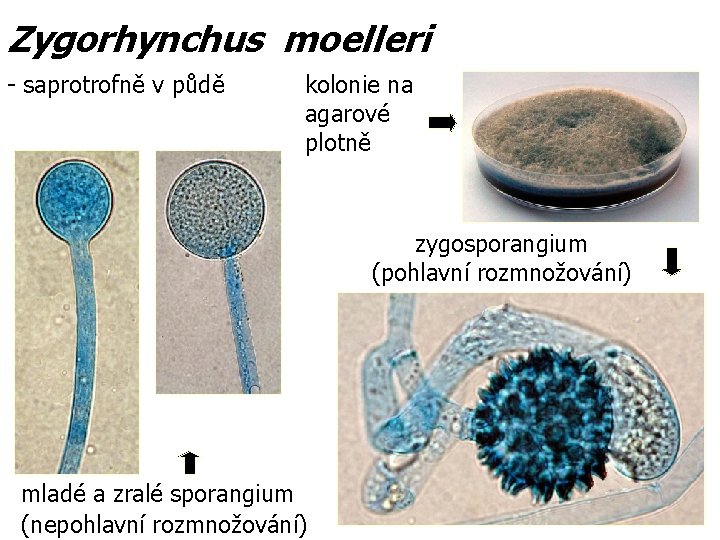 Zygorhynchus moelleri - saprotrofně v půdě kolonie na agarové plotně zygosporangium (pohlavní rozmnožování) mladé