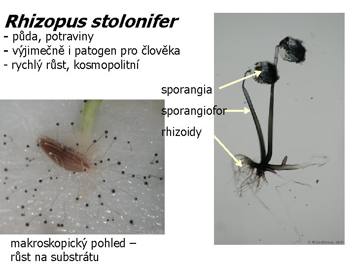 Rhizopus stolonifer - půda, potraviny - výjimečně i patogen pro člověka - rychlý růst,