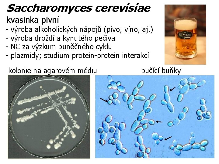 Saccharomyces cerevisiae kvasinka pivní - výroba alkoholických nápojů (pivo, víno, aj. ) výroba droždí