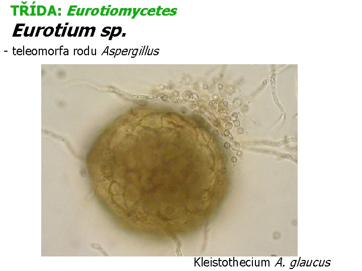 TŘÍDA: Eurotiomycetes Eurotium sp. - teleomorfa rodu Aspergillus Kleistothecium A. glaucus 