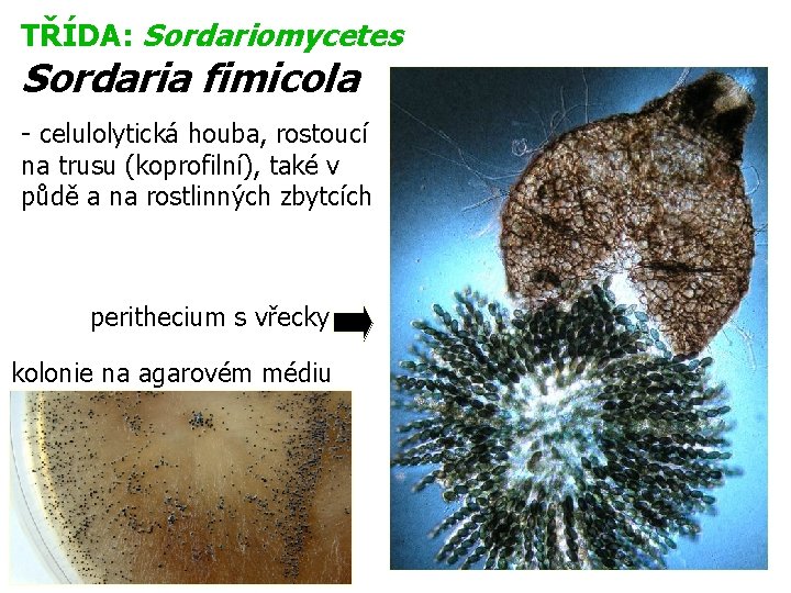 TŘÍDA: Sordariomycetes Sordaria fimicola - celulolytická houba, rostoucí na trusu (koprofilní), také v půdě