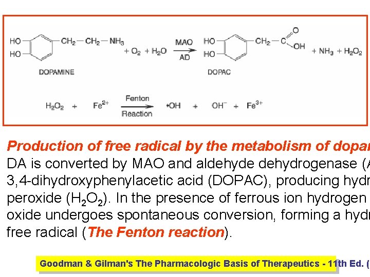 Production of free radical by the metabolism of dopam DA is converted by MAO