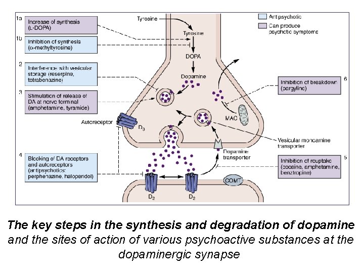 The key steps in the synthesis and degradation of dopamine and the sites of