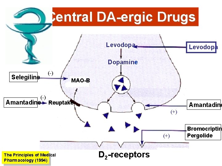 Central DA-ergic Drugs Levodopa Dopamine (-) Selegiline MAO-B (-) Amantadine Reuptake Amantadine (+) The